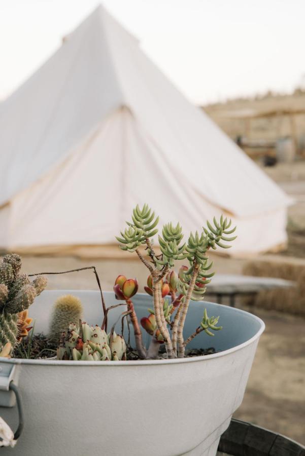 ואלה דה גוואדלופה Lago Valle Wine Glamping מראה חיצוני תמונה
