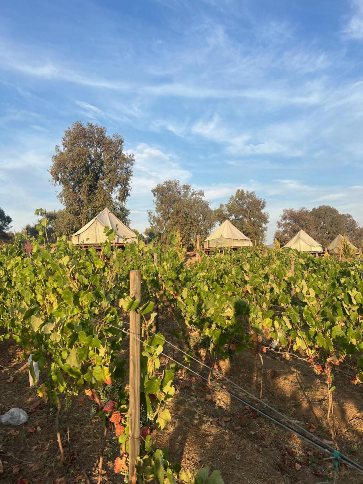 ואלה דה גוואדלופה Lago Valle Wine Glamping מראה חיצוני תמונה